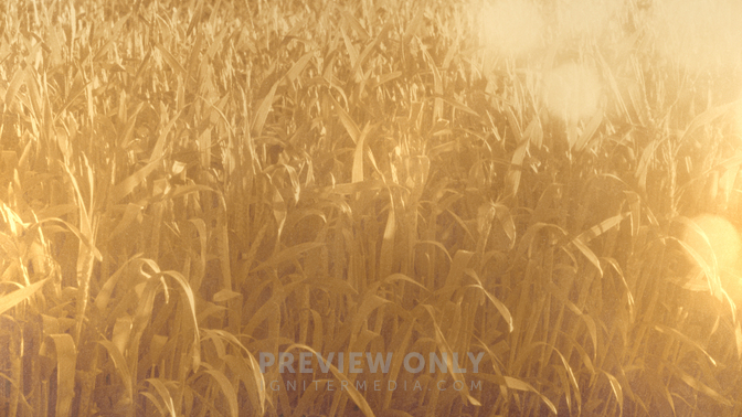 Golden_Harvest_Field_720p_Preview.jpg