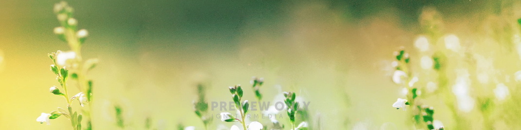 Fields_Of_Bloom_3_MS_1920x480.jpg