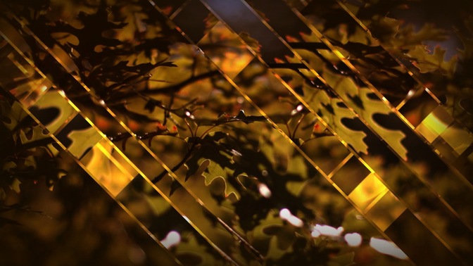 leaves and glass