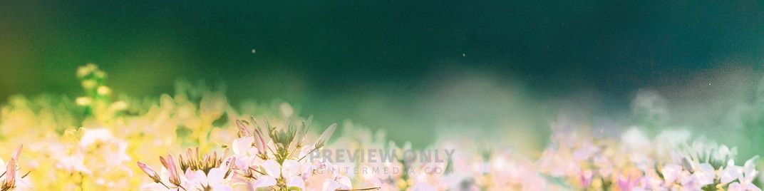Fields_Of_Bloom_1_MS_1920x480.jpg