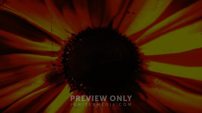 Sunflower_16x9.jpg