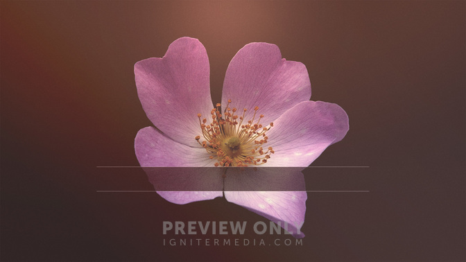 Simple_Flowers-Upcoming_Events_WIDE-TITLE-3#preset=tg_title3.jpg