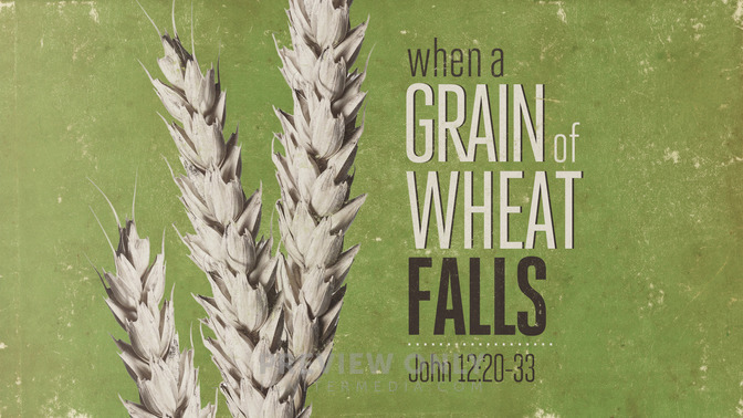 when a grain of wheat falls