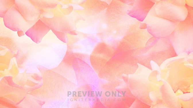 Large_Flower_Peach_16x9.jpg