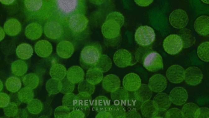 Abstract_Green_16x9.jpg