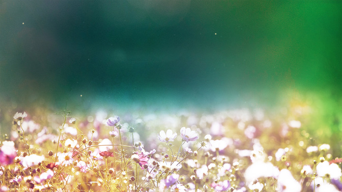 Goodbye_Fields_of_Bloom_WIDE-TITLE-3#preset=tg_title3.jpg