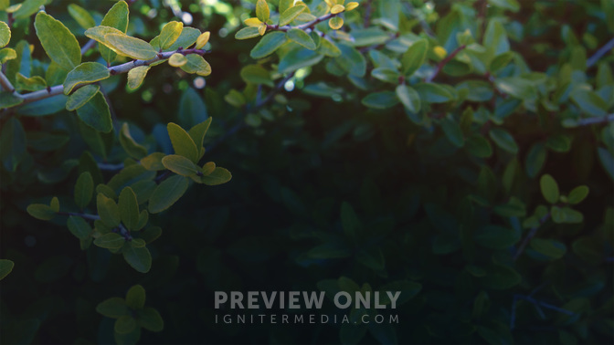 Goodbye-WIDE#preset=tg_alt2.jpg