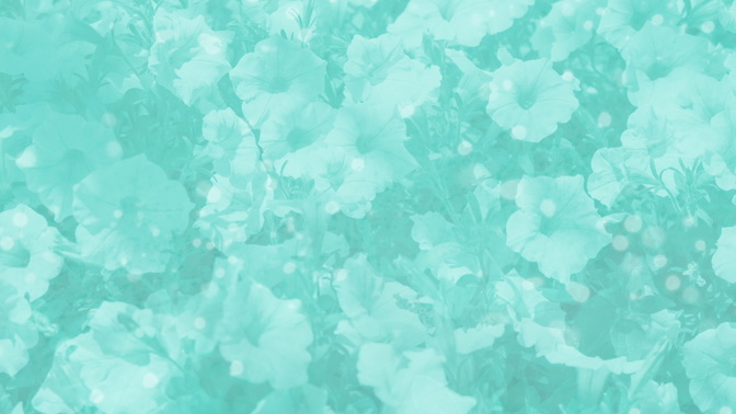 Blue_Flowers_HD.jpg
