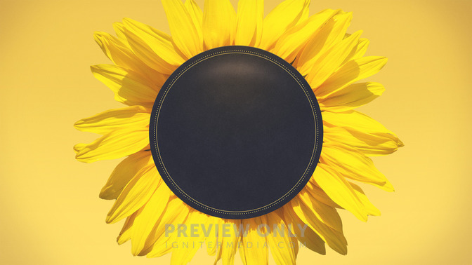 Flowers_-_Hello_Everyone_16x9-TITLE-3#preset=tg_title3.jpg