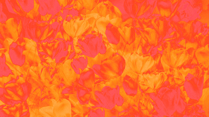 hyper bloom - 10
