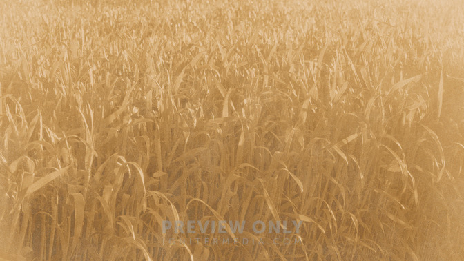 Golden_Harvest_-_Welcome_16x9-BACKGROUND#preset=tg_bg.jpg