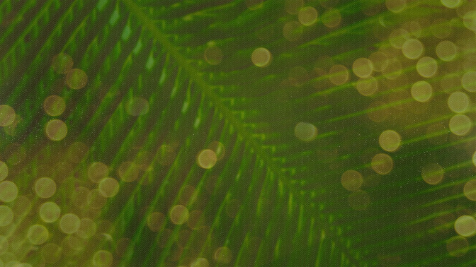 Palm_Bokeh_-_Palm_Sunday_16x9-CONTENT-3#preset=tg_alt3.jpg