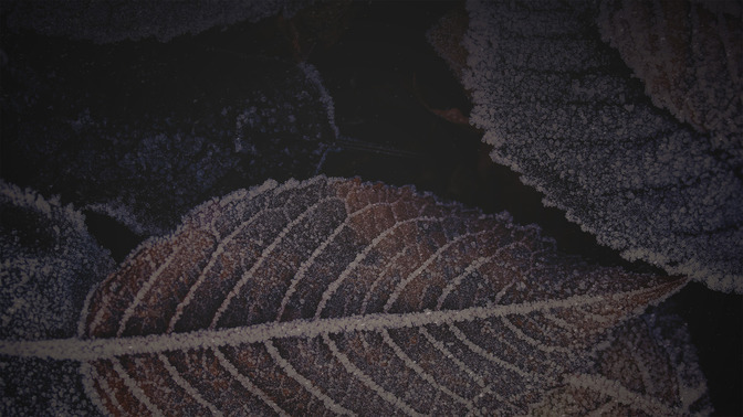 Winter_Woods_-_Upcoming_Events_16x9-BACKGROUND#preset=tg_bg.jpg