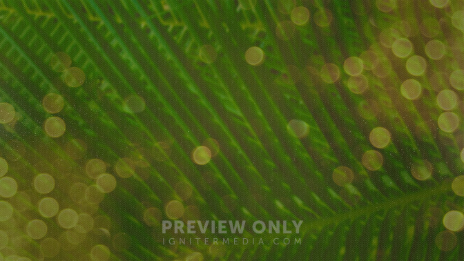 Palm_Bokeh_-_Welcome_16x9-CONTENT-3#preset=tg_alt3.jpg