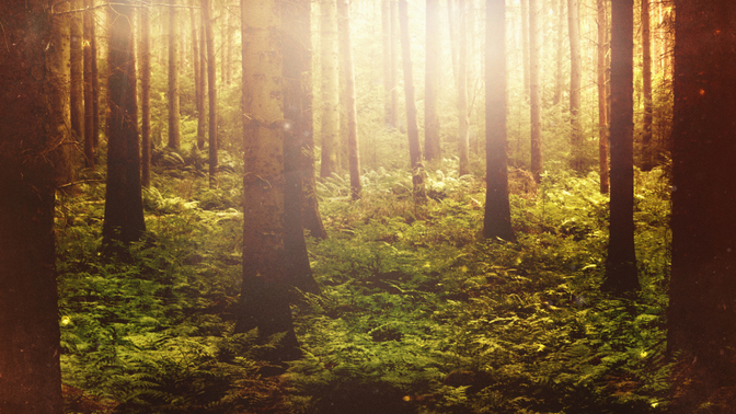 Fall_Twilight_Forest_720_Preview.jpg