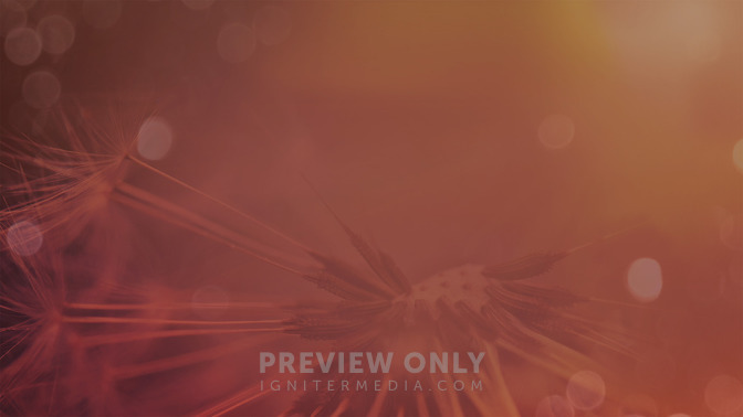 Good_Seed_16x9-CONTENT-3#preset=tg_alt3.jpg