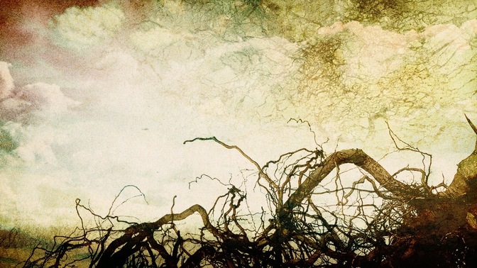 roots white lower