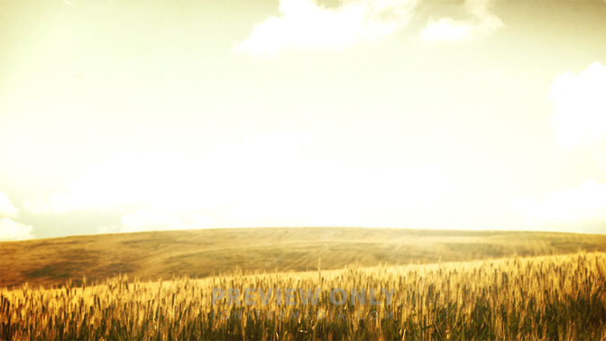 Grassy_Meadow_-_Wheat_16x9.jpg