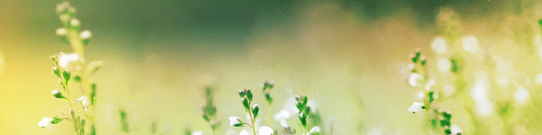 fields of bloom 3