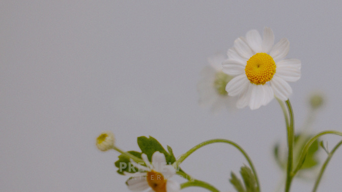 Floral_Details_Floral_Details_TT3_Events_WIDE#preset=tg_title3.jpg