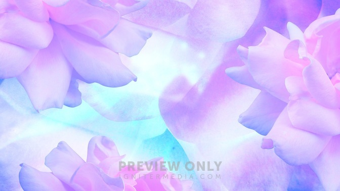 Large_Flower_Purple_16x9.jpg