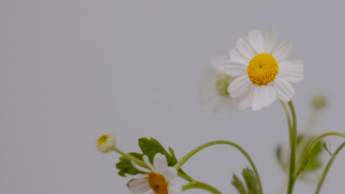 Floral_Details_Floral_Details_TT3_Events_WIDE#preset=tg_title3.jpg
