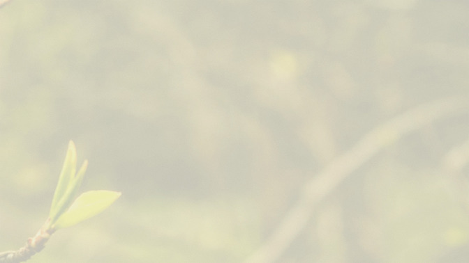 Blossoms_-_Palm_Sunday_16x9-BACKGROUND#preset=tg_bg.jpg