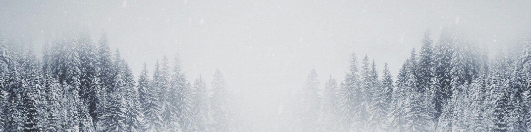 majestic snow - tree tops