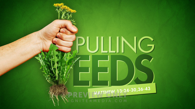 pulling weeds