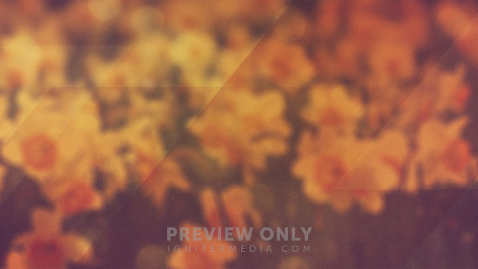 Morning_Flowers_-_God_Bless_16x9-BACKGROUND#preset=tg_bg.jpg
