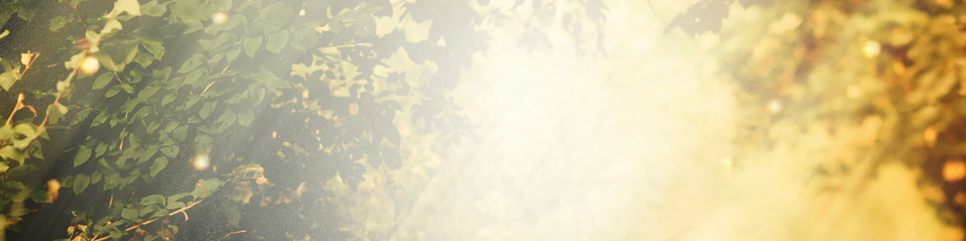 light - branches