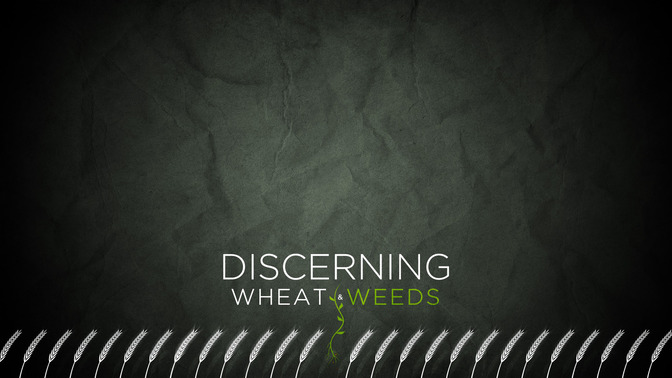 Discerning_Wheat__Weeds_16x9-CONTENT-2#preset=tg_alt2.jpg