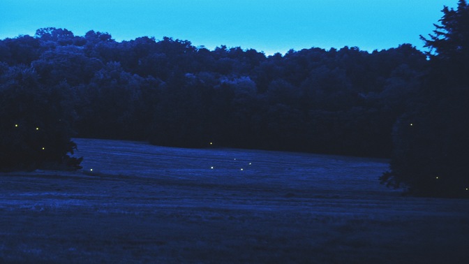 Fireflies_Hollow_HD.jpg