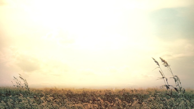 Sunset_Wheat_16x9.jpg