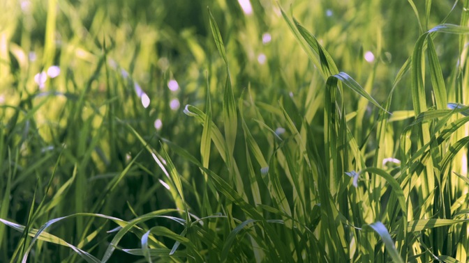 spring green - field