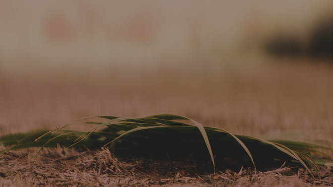 Palm Sunday Dark HD.jpg