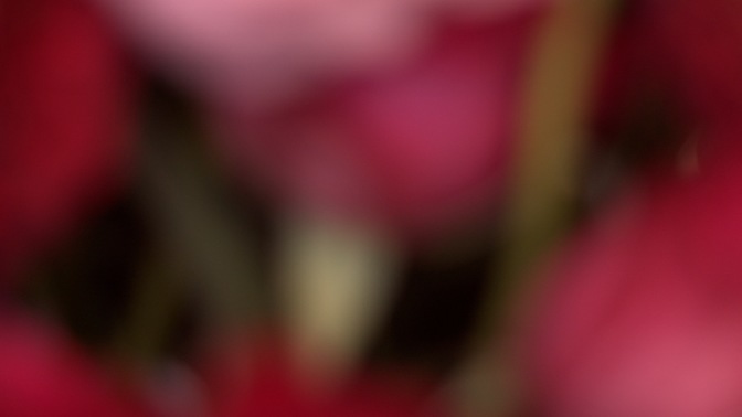 Spring_Floral_Flowers_Rotate_HD.jpg