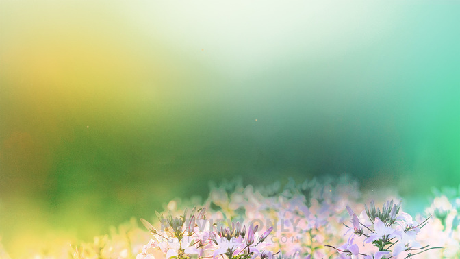 Events_Fields_of_Bloom_WIDE-BACKGROUND#preset=tg_bg.jpg