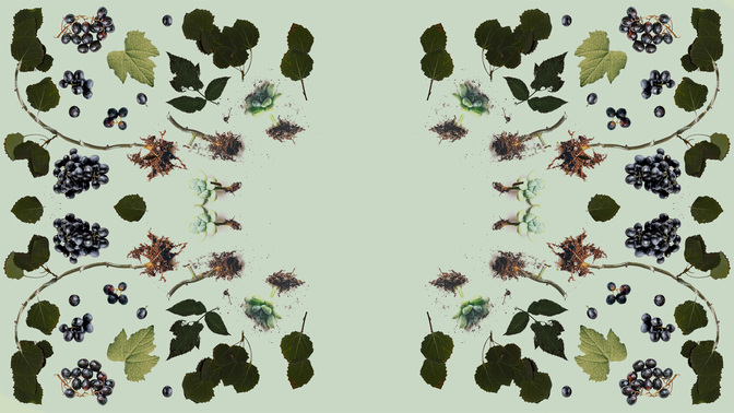 Wild_Grapes_WIDE-TITLE-3#preset=tg_title3.jpg