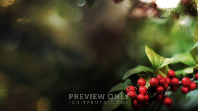Holly_Branch_-_Right_16x9.jpg