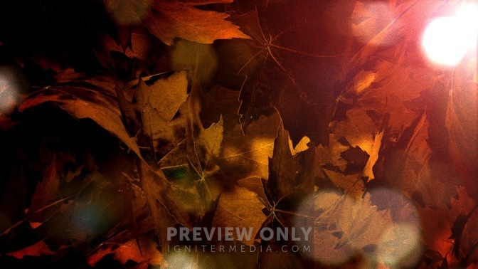 Fall_Leaves_16x9.jpg