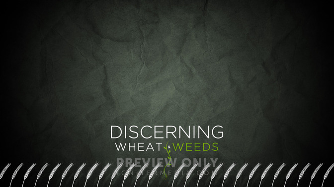 Discerning_Wheat__Weeds_16x9-CONTENT-2#preset=tg_alt2.jpg