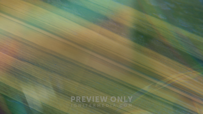 Easter Textures_Easter Texture_TT3_Palm_Events_WIDE#preset=tg_title3.jpg