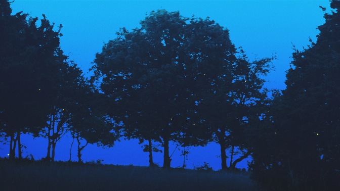 Fireflies_Tree_Cover_HD.jpg