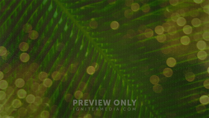 Palm_Bokeh_16x9.jpg