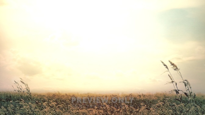 Sunset_Wheat_16x9.jpg