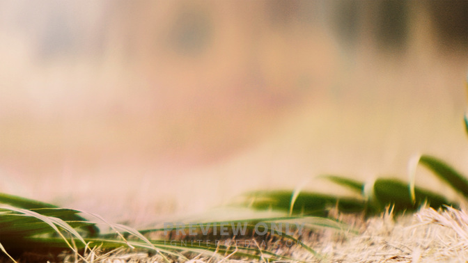 Palm-WIDE#preset=tg_alt2.jpg