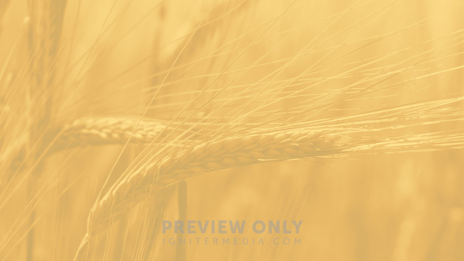 Thanksgiving_16x9-BACKGROUND#preset=tg_bg.jpg