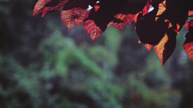 rainy leaves - center