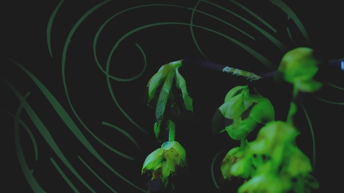 Plants_2_16x9.jpg